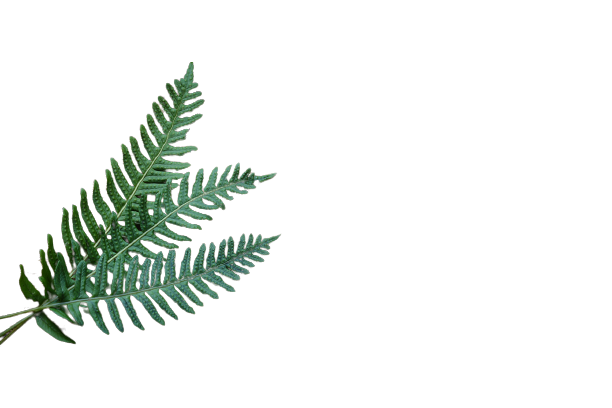 Plants_14