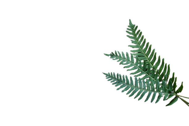 Plants_15