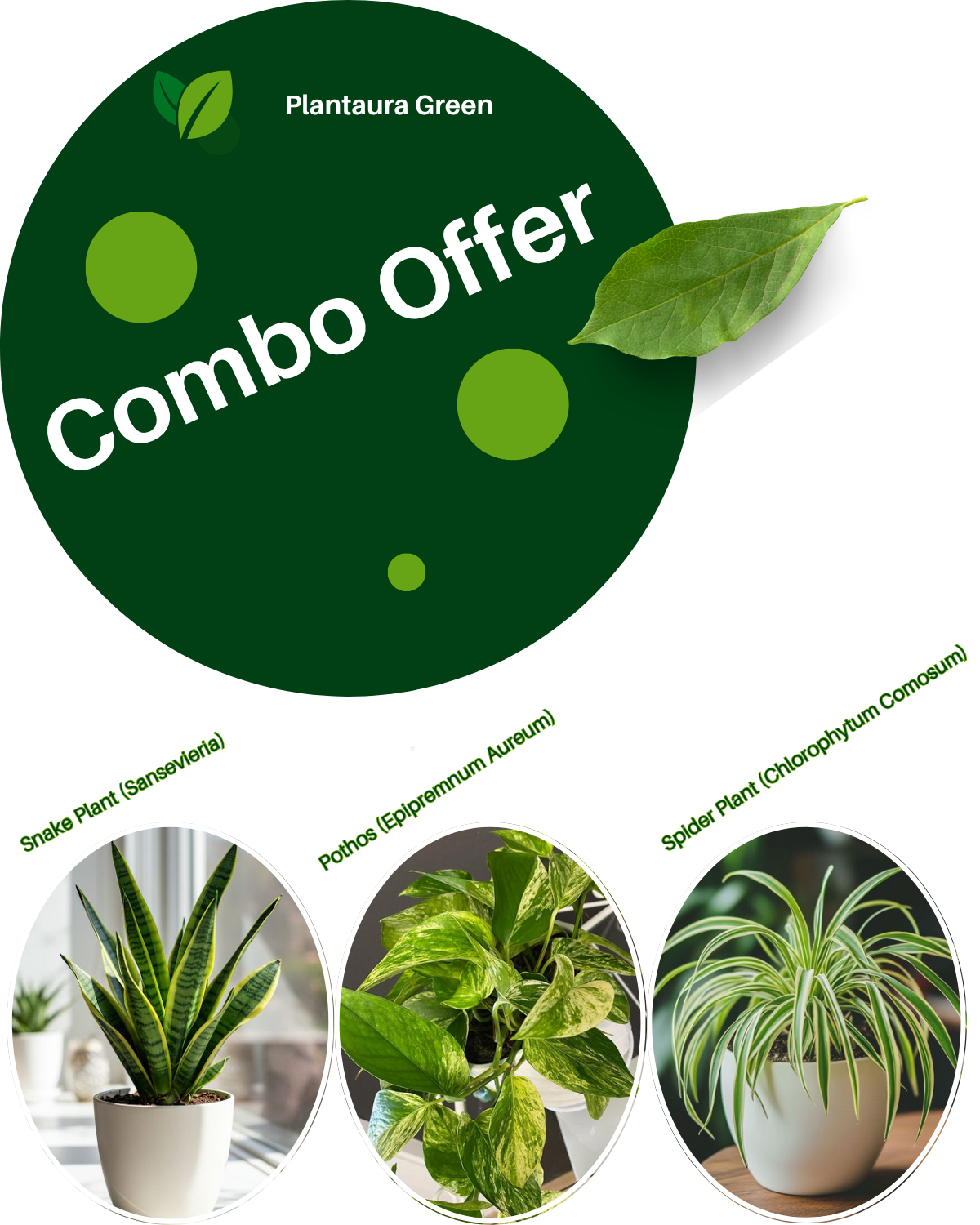 Combo Offer