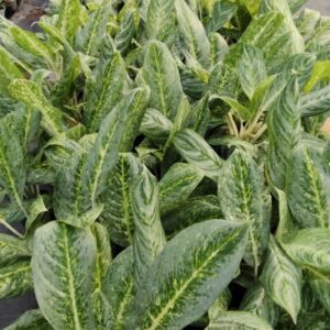Aglaonema Butterfly