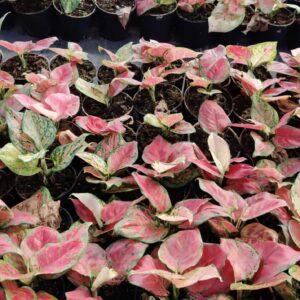 Aglaonema China Red