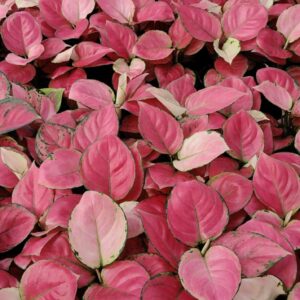 Aglaonema Pink