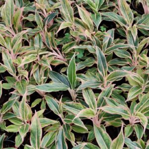 Aglaonema Pink Lipstick