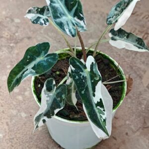 Alocasia Bambino Variegated