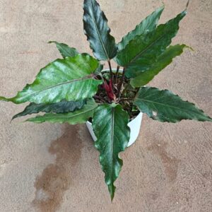 Anthurium Black Beauty