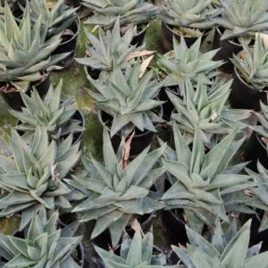 Succulent