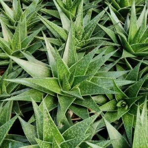 Succulent-1