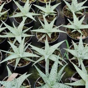 Succulent-2